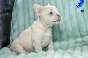 Bulldog Francez - Platinum cu ochii albastrii - posibilitate transport - buldog francez  - imagine 4