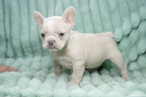 Bulldog Francez - Platinum cu ochii albastrii - posibilitate transport - buldog francez  - imagine 2