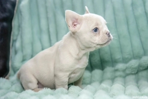 Bulldog Francez - Platinum cu ochii albastrii - posibilitate transport - buldog francez  - imagine 3