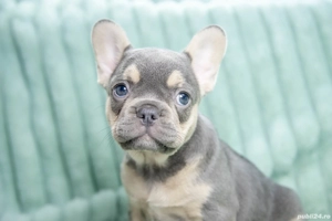 Bulldog Francez - blue & tan cu ochii albastrii - posibilitate transport - buldog francez  - imagine 4