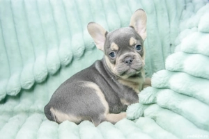 Bulldog Francez - blue & tan cu ochii albastrii - posibilitate transport - buldog francez 