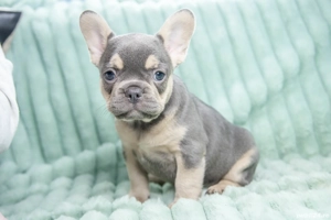 Bulldog Francez - blue & tan cu ochii albastrii - posibilitate transport - buldog francez  - imagine 2