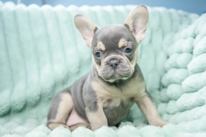 Bulldog Francez - blue & tan cu ochii albastrii - posibilitate transport - buldog francez  - imagine 3