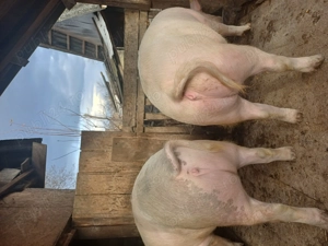 Vand porc gras 140 kg - imagine 2