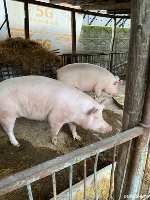 vand porci - imagine 2