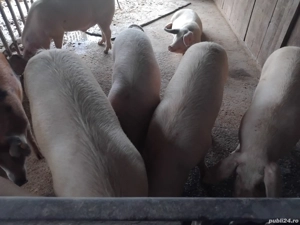 animale domestice - imagine 4