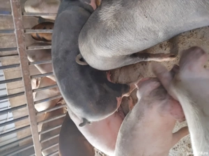 animale domestice - imagine 5