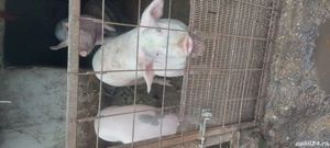 godac de pus pe masa 1ntre 100-120kg si 200-250-280kg