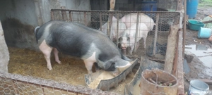 godac de pus pe masa 1ntre 100-120kg si 200-250-280kg - imagine 3