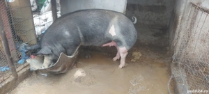 godac de pus pe masa 1ntre 100-120kg si 200-250-280kg - imagine 2