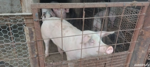 godac de pus pe masa 1ntre 100-120kg si 200-250-280kg - imagine 5