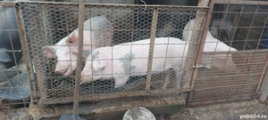 godac de pus pe masa 1ntre 100-120kg si 200-250-280kg - imagine 4