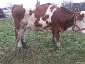 De vânzare  - imagine 2