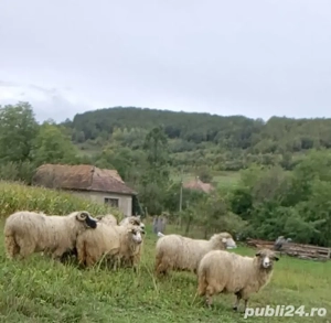 vând 4 oi de tăiat oi grase bune 