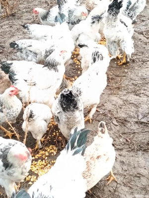 Vînd puicute de rasa brahma La Șieu Cristur  - imagine 2