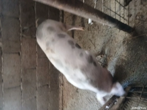 vind porci rasa carne greutate 100 kg pret 16 lei in viu ori 22 kg carcasa !