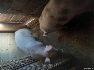 vind porci rasa carne greutate 100 kg pret 16 lei in viu ori 22 kg carcasa ! - imagine 2