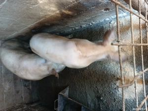 vind porci rasa carne greutate 100 kg pret 16 lei in viu ori 22 kg carcasa ! - imagine 3