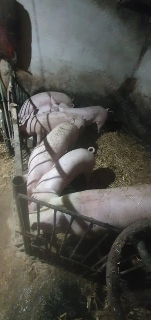 Porci rasa de carne.