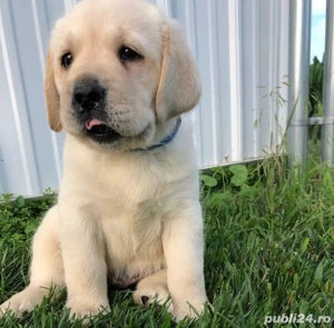 Labrador retriever 