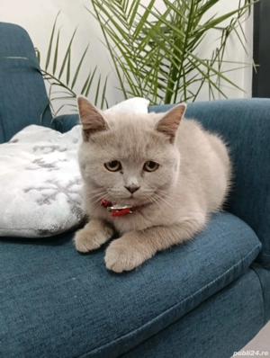 British Lilac - imagine 3