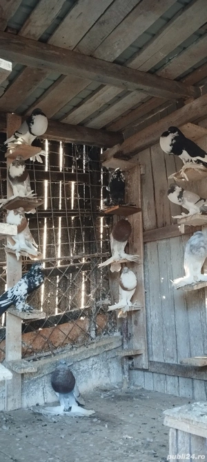 Porumbei gusati de pomerania și creți francezi  - imagine 5