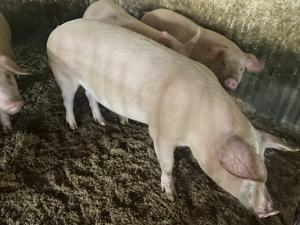 Porci de vânzare  - imagine 2