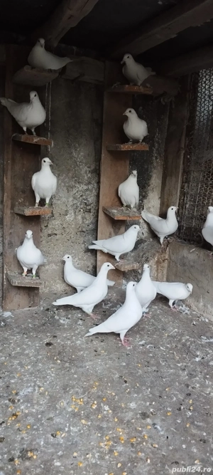 Porumbei gusati de pomerania și creți francezi  - imagine 4