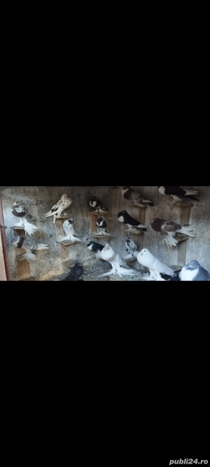 Porumbei gusati de pomerania și creți francezi  - imagine 3