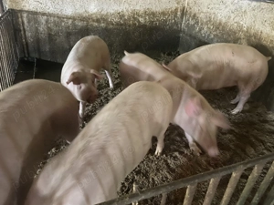 Porci de vânzare  - imagine 3