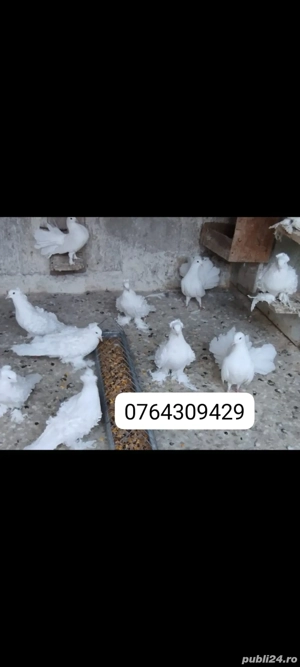 Porumbei gusati de pomerania și creți francezi 