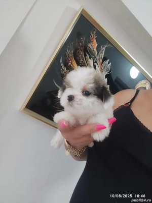 Bichon Talie mica  - imagine 2