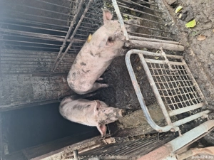 porci de vinzare