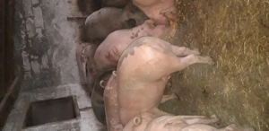 Porci pentru tăiere  (sacrificare). - imagine 5