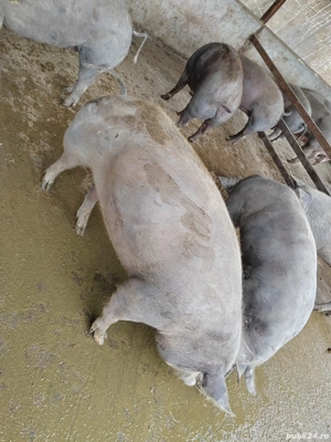 Vând porci  - imagine 2