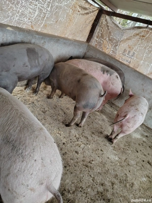 Vând porci  - imagine 4