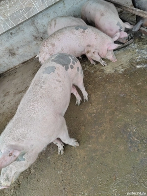 Vând porci  - imagine 3