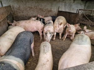 Porci de vanzare - imagine 2