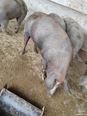 Vând porci  - imagine 5