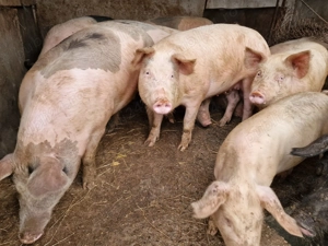 Porci de vanzare - imagine 3