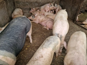 Porci de vanzare - imagine 4