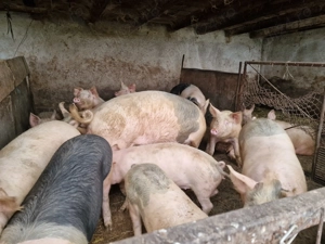 Porci de vanzare - imagine 5