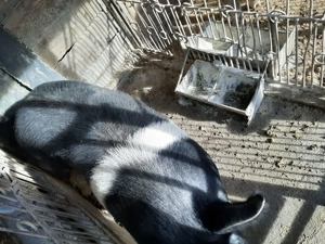 Vând scroafă Bazna nefătată - imagine 3