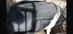 Vând scroafă Bazna nefătată - imagine 2