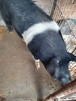 Vând scroafă Bazna nefătată