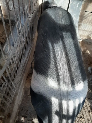 Vând scroafă Bazna nefătată - imagine 6