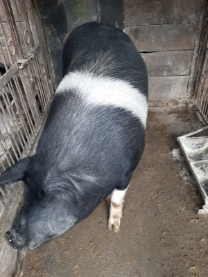 Vând scroafă Bazna nefătată - imagine 5