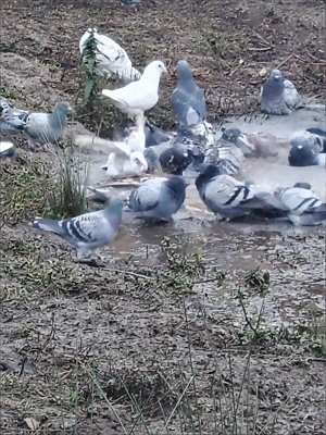 Cauta alta casa!  - imagine 2