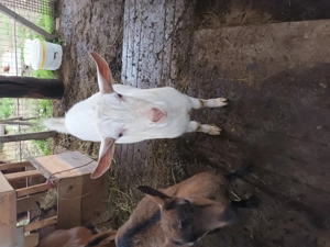 Schimb  tap Saanen cu Alpin Francez