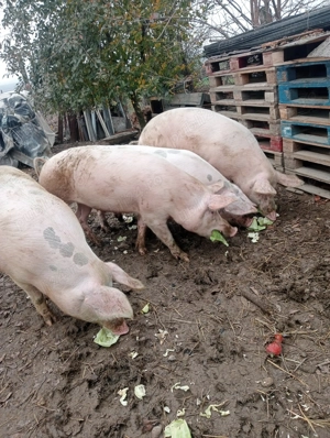 Vând porci aprox 140kg